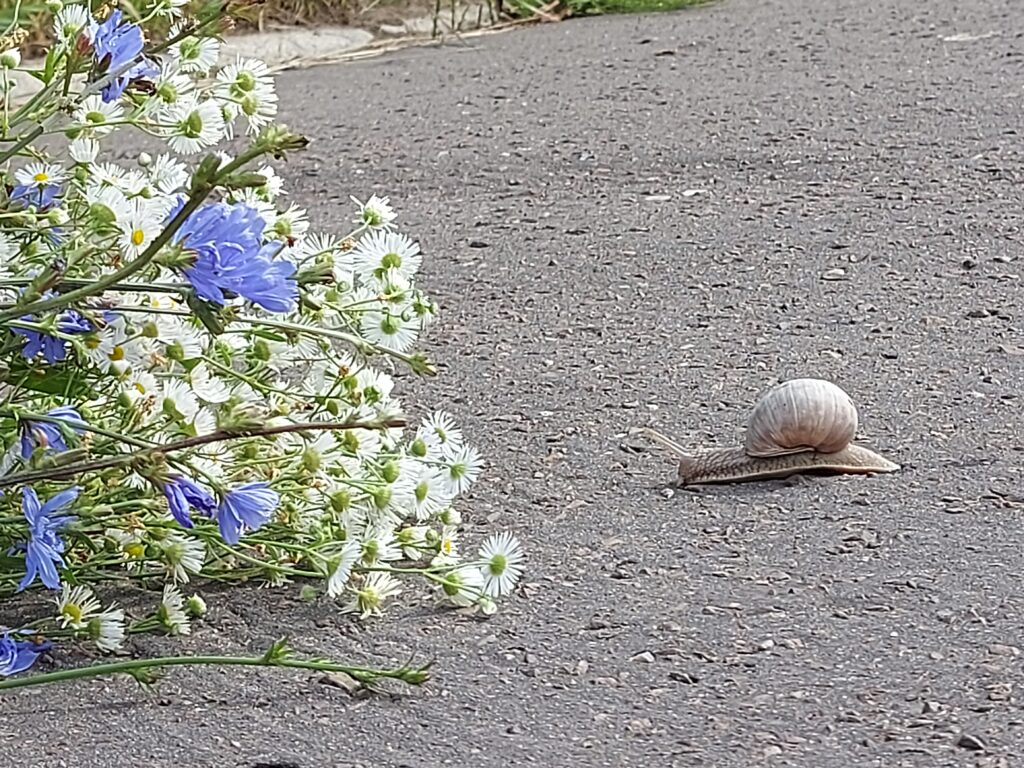 ślimak kwiaty wiosna