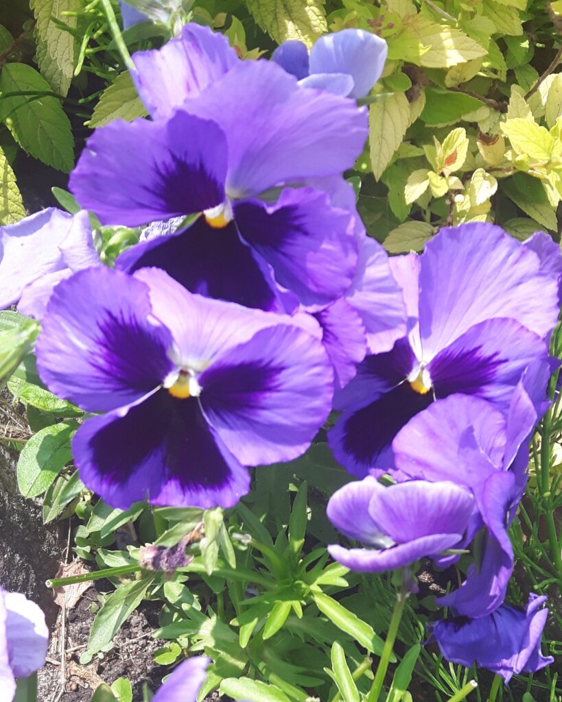 flowers