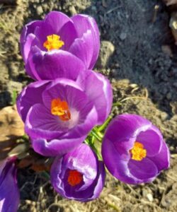 flowers